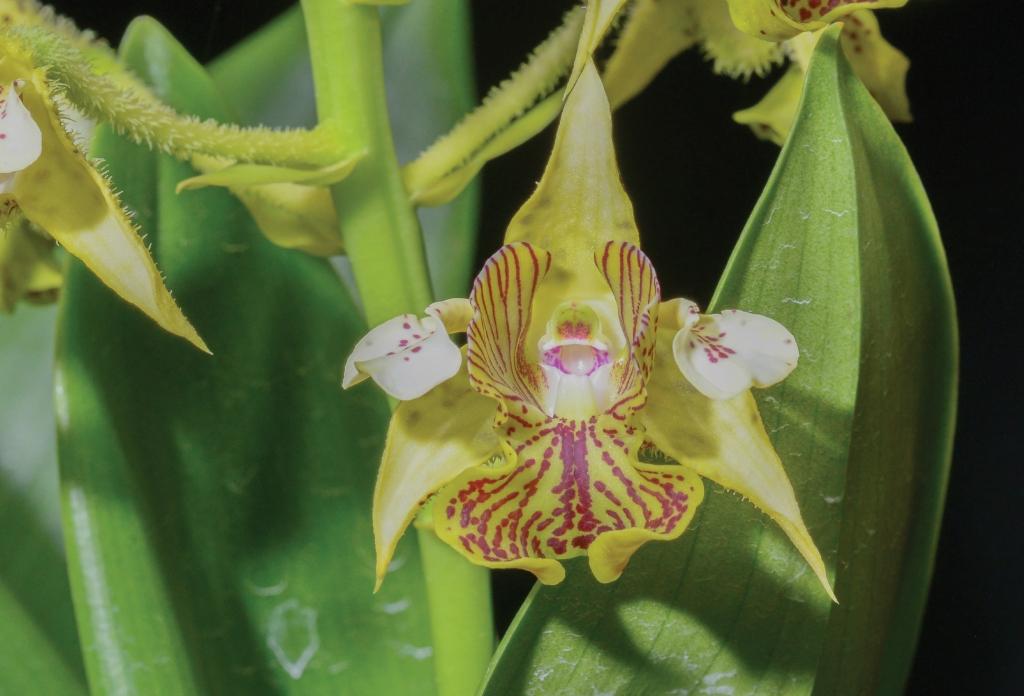 Dendrobium macrophyllum var. malaccense