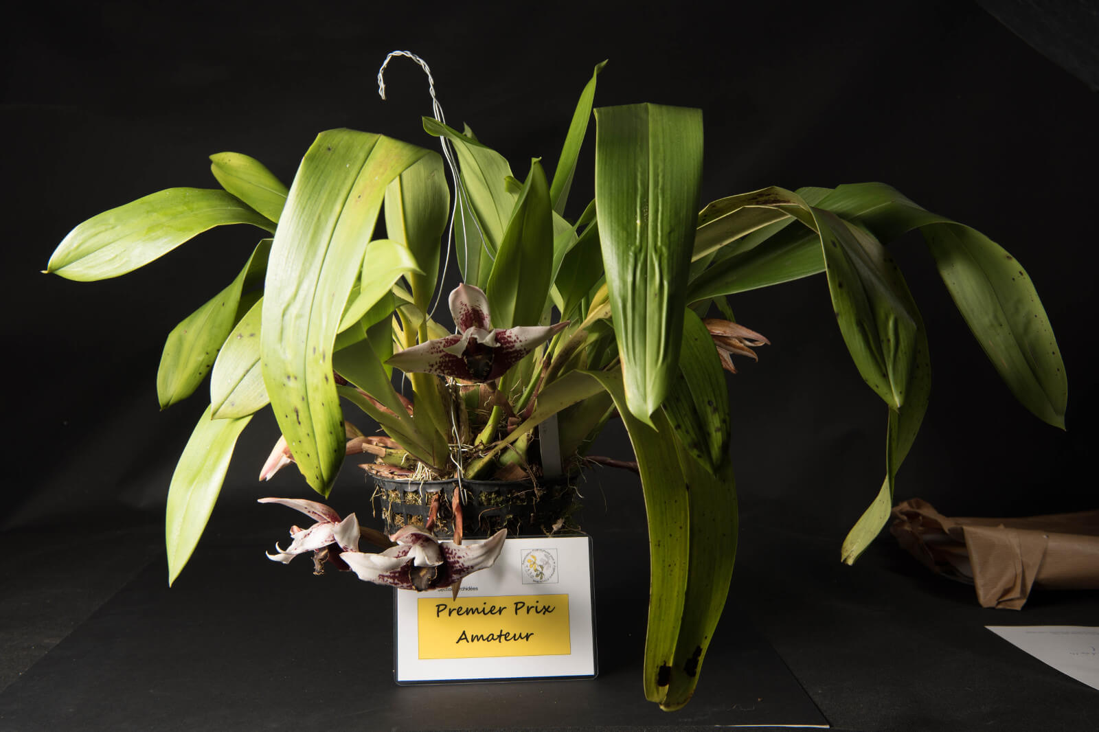 Maxillaria sanderiana
