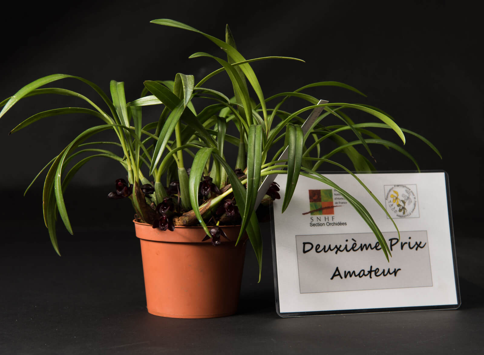 Maxillaria schunkeana