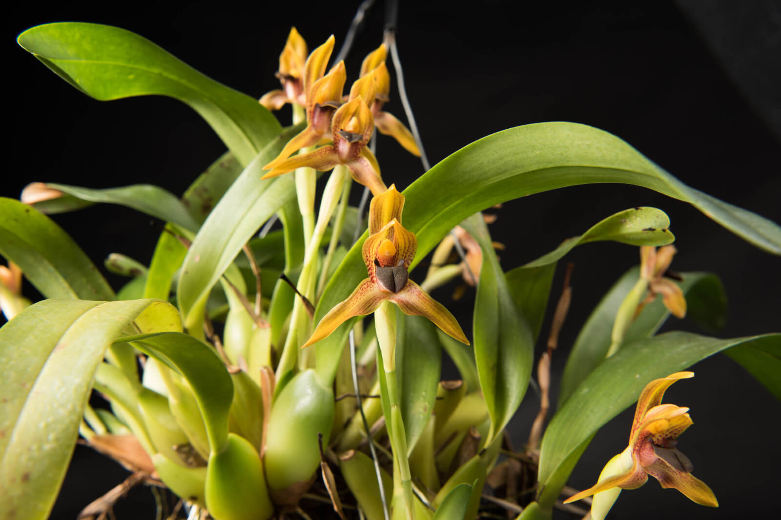 Maxillaria meleagris