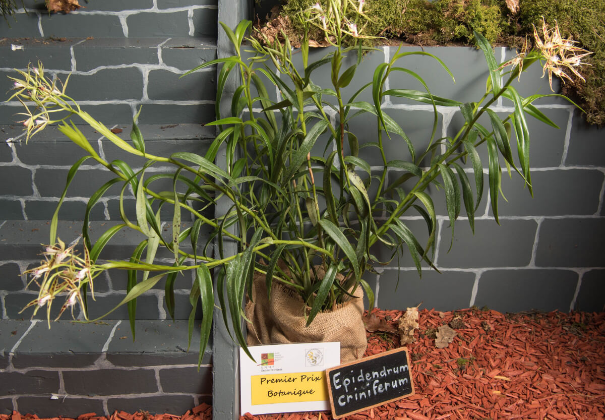 Epidendrum criniferum