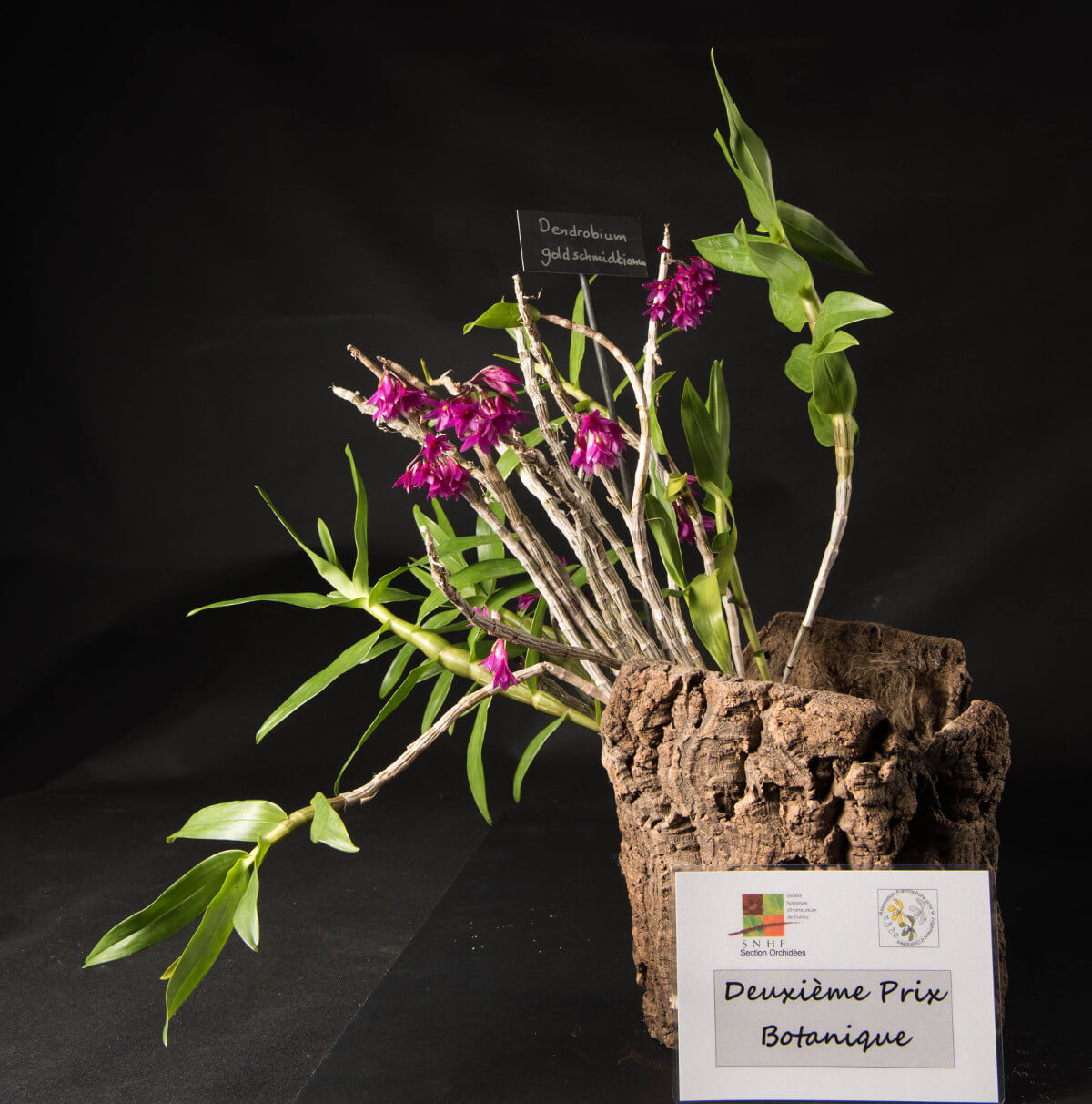 Dendrobium goldschmidtianum