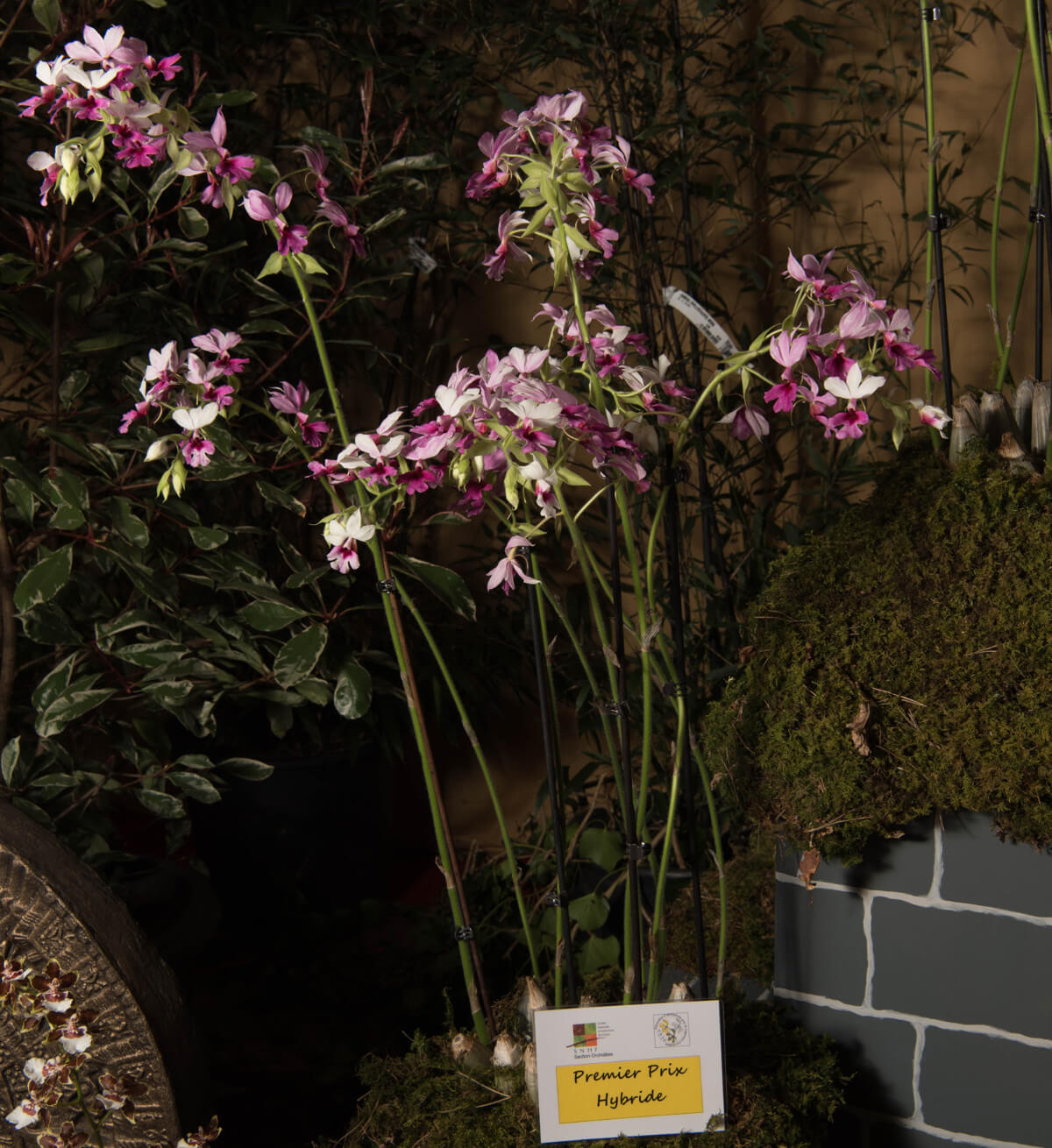 Calanthe Baron Schroeder