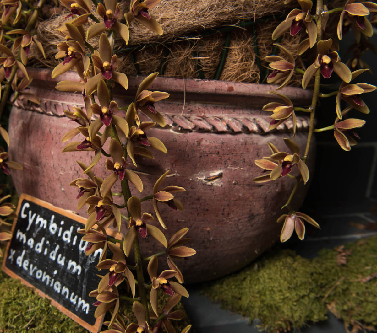 Cymbidium madidum x devonianum