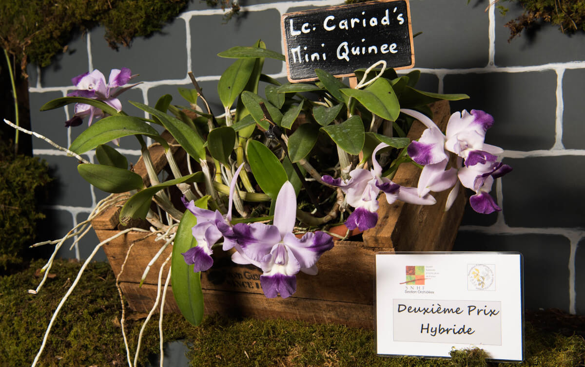 Laeliocattleya Cariad's Mini Quinee