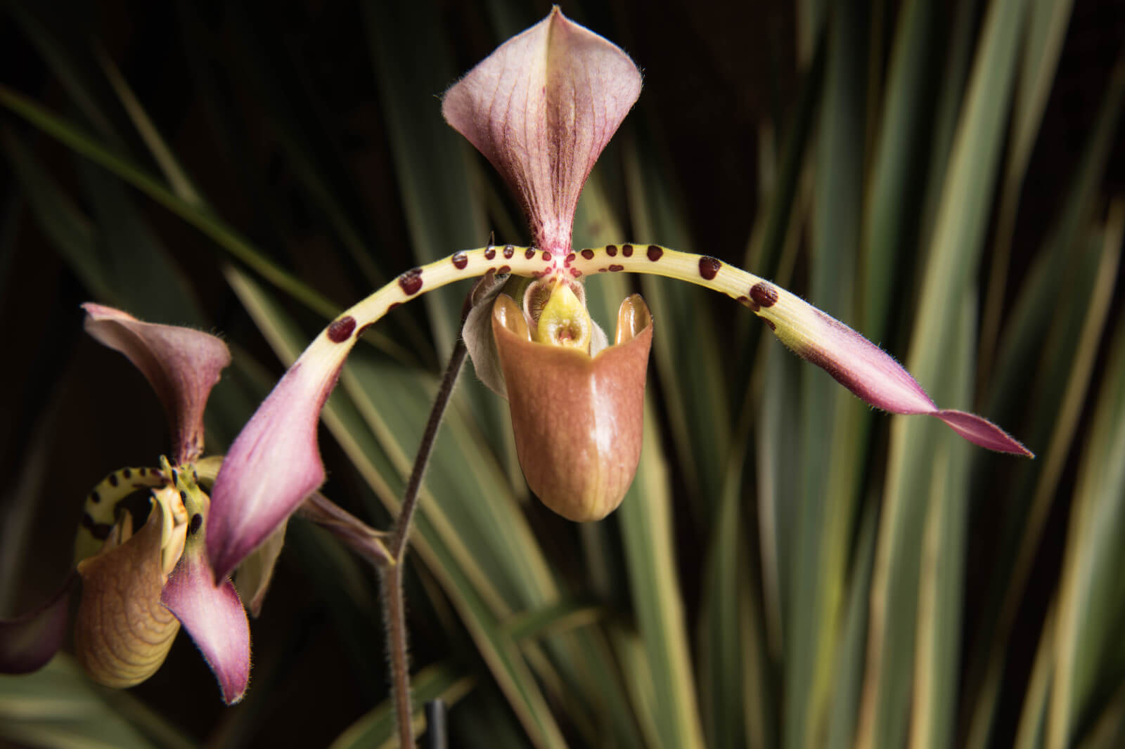 Paphiopedilum lowii x haynaldianum