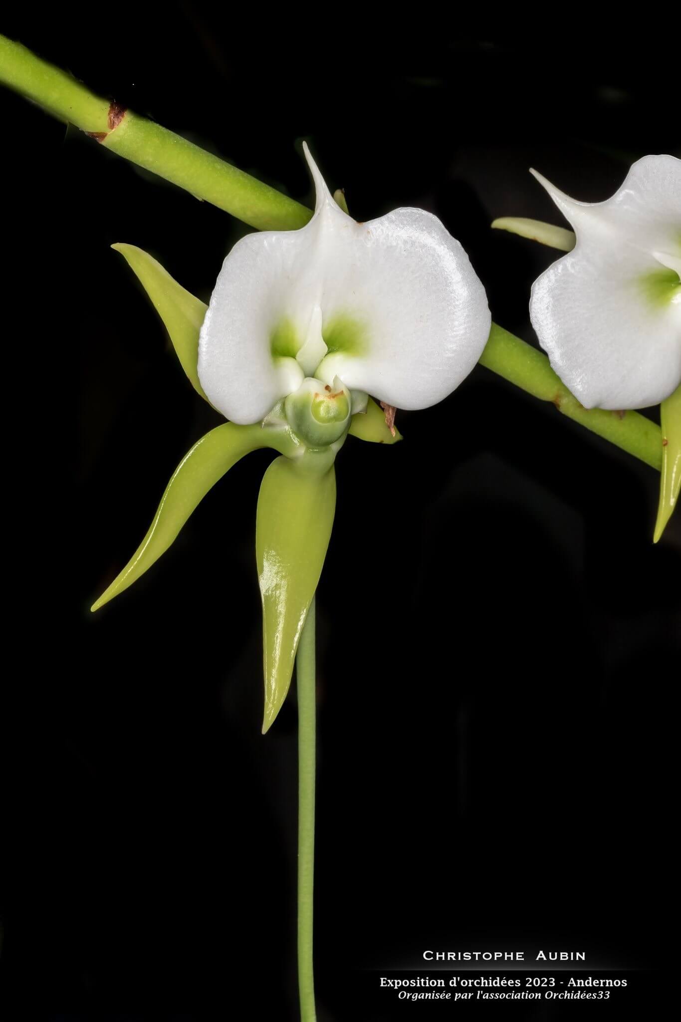 Catasetum. lanciferum