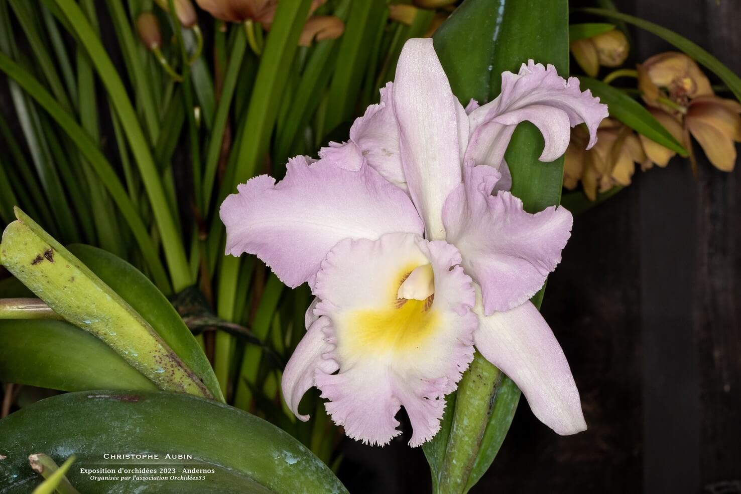 Trichocentrum. jonesianum