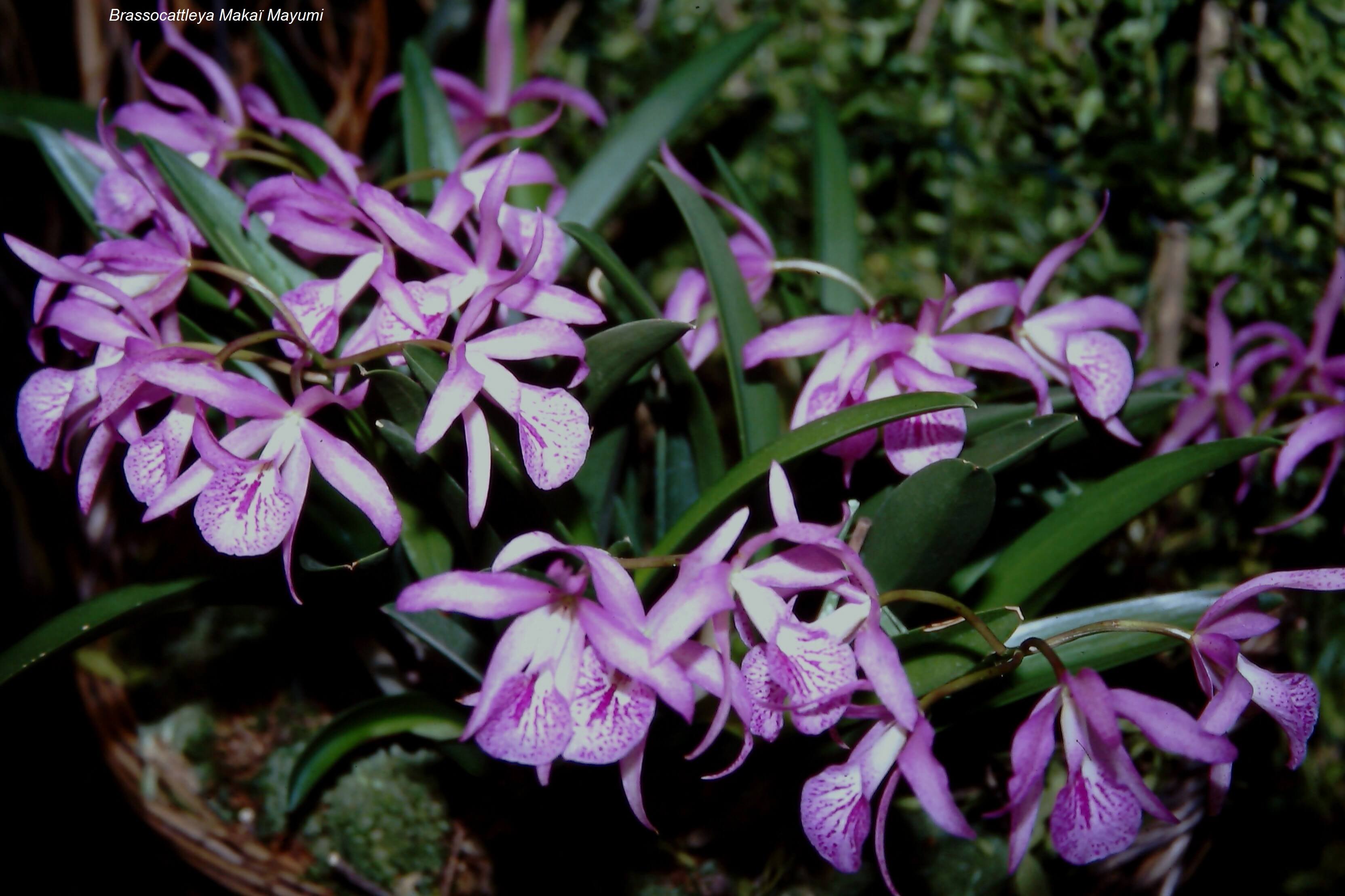 Brassocattleya Makaï Mayumi