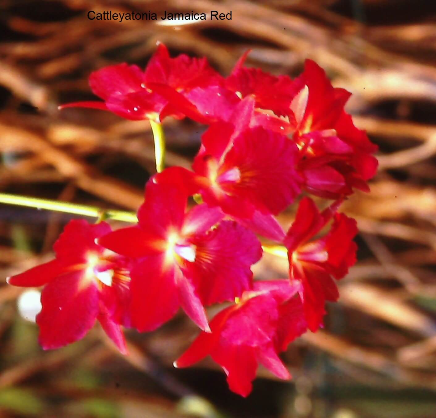 Lepanthes calodictyon