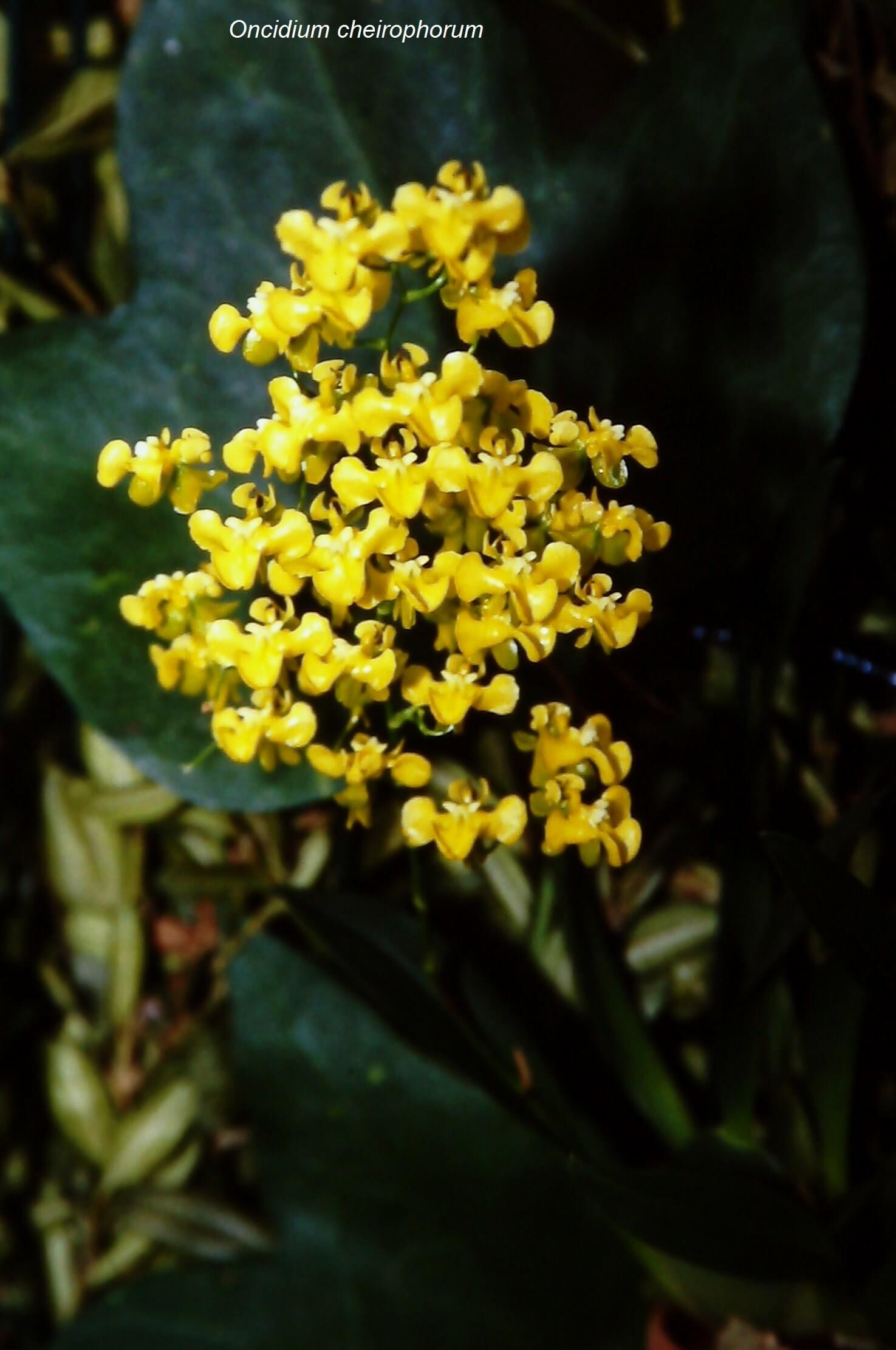 Oncidium cheirophorum