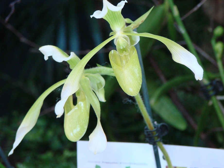 Paphiopedilum haynaldianum album