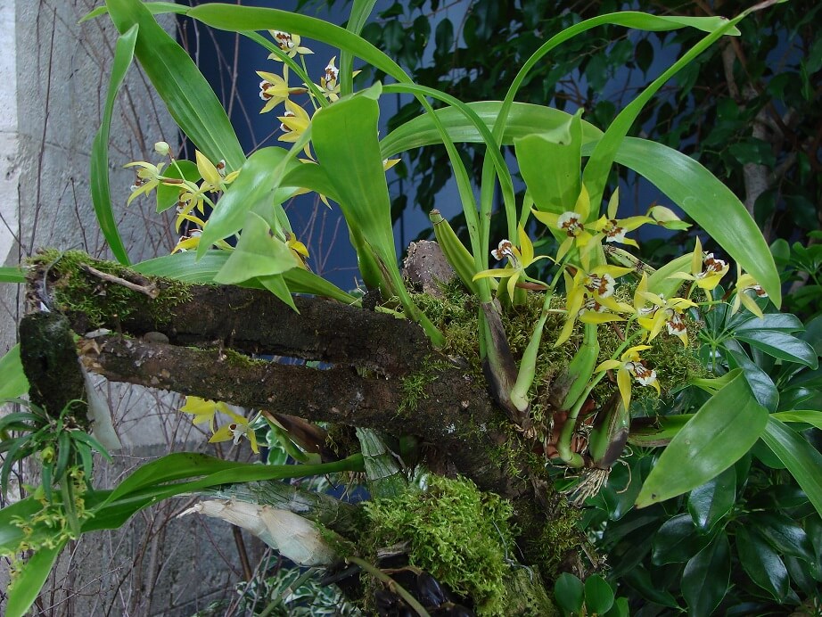 Coelogyne lentiginosa