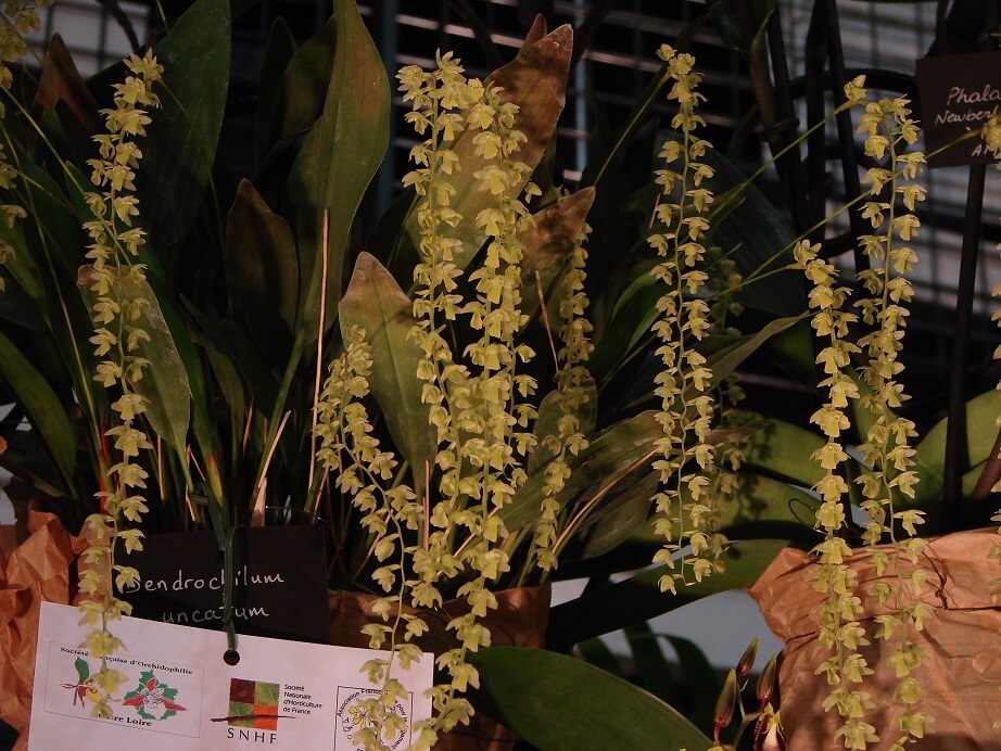 Dendrochilum uncatum