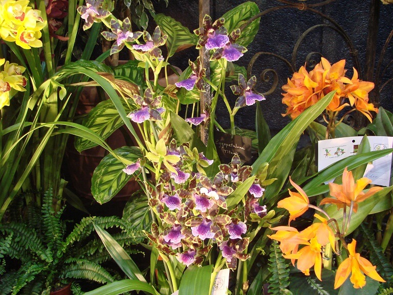 Zygopetalum Titanic