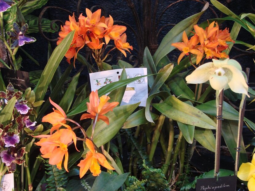 Rhyncattleanthe (Potinara) Thais De Valec