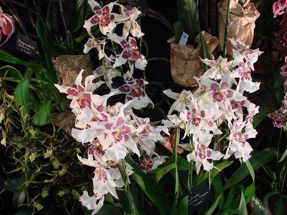 Aliceara (Beallara) Tahome Glacier