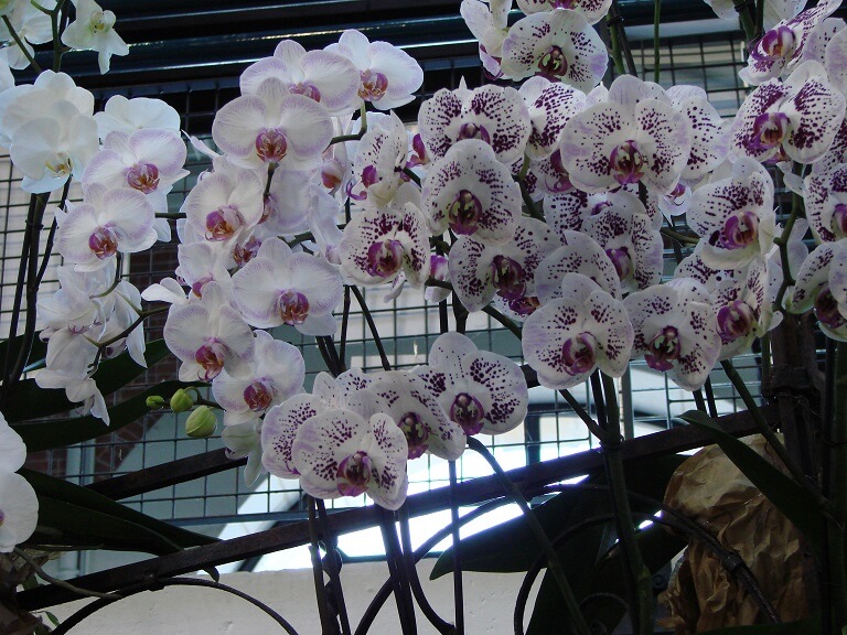 Phalaenopsis Antic Pearl