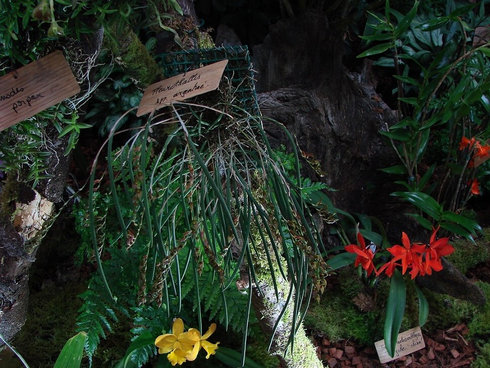 Pleurothallis sp argentine