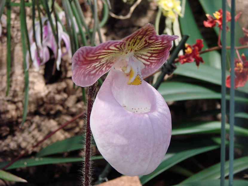 Paphiopedilum micranthum