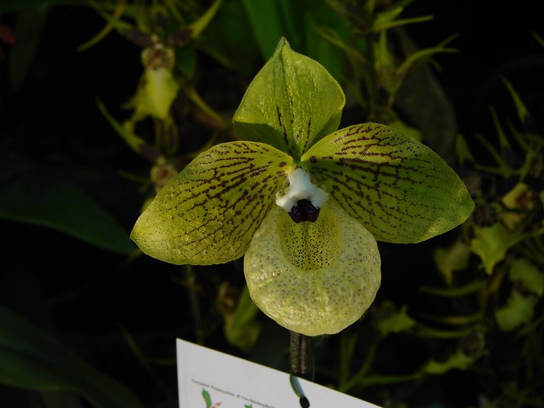 Paphiopedilum malipoense