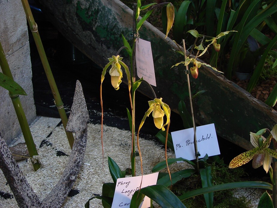 Phragmipedium caudatum x longifolium