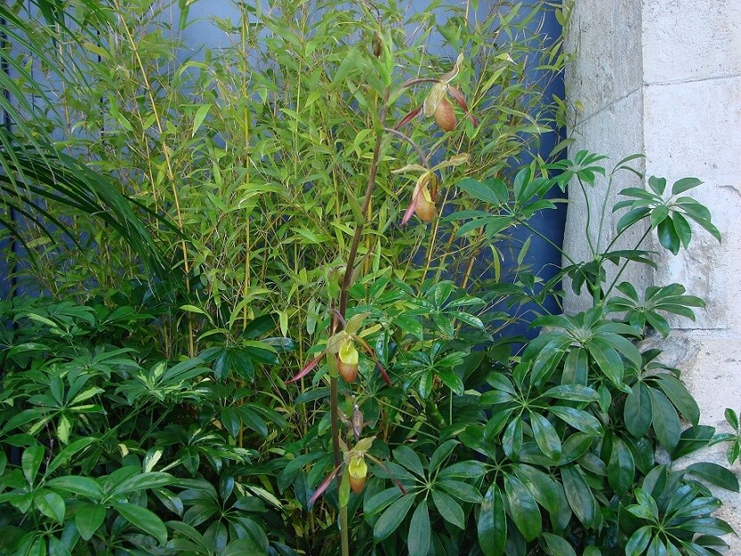 Pragmipedium Sorcerer's Apprentice