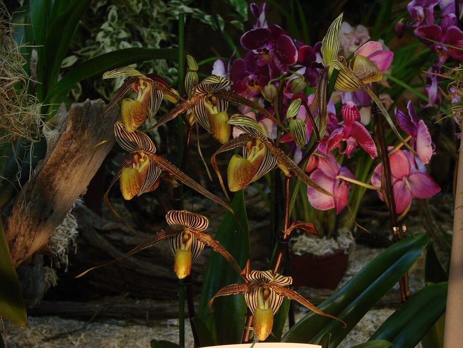 Paphiopedilum Saint Swithin
