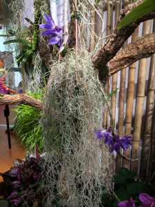 Dendrobium victoriae-reginae