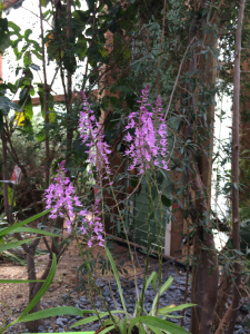 Stenoglottis fimbriata