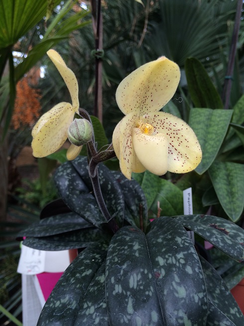 Paphiopedilum concolor