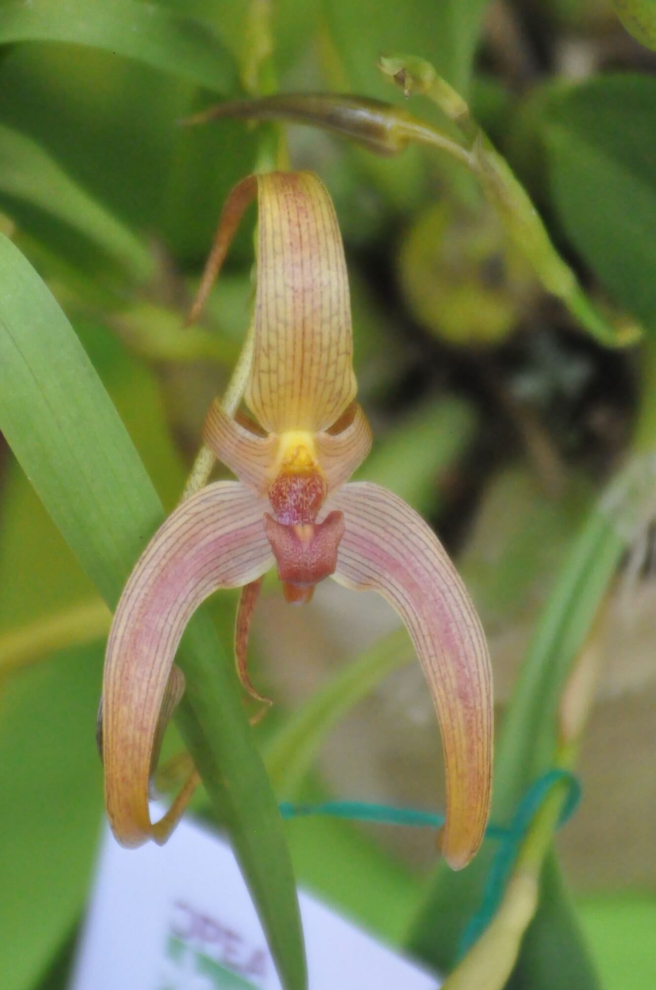 Bulbophyllum Jersey