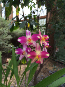 Spathoglottis Berry Banana