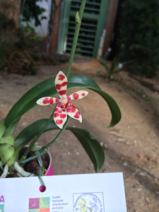 Phalaenopsis maculata