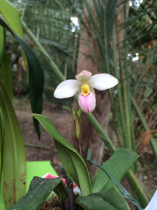 Phragmipedium manzurii