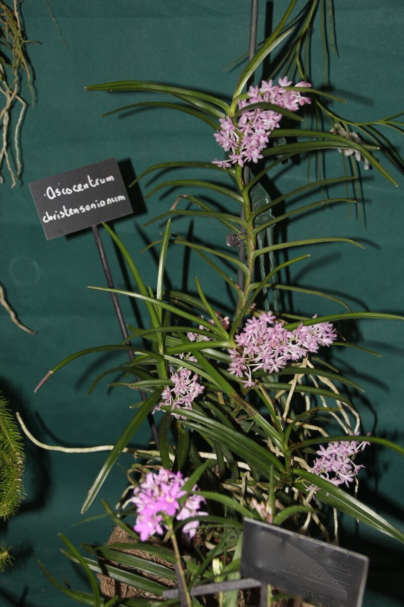 Ascocentrum christensonianum