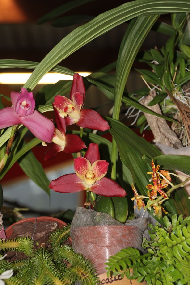 Lycaste Newberg