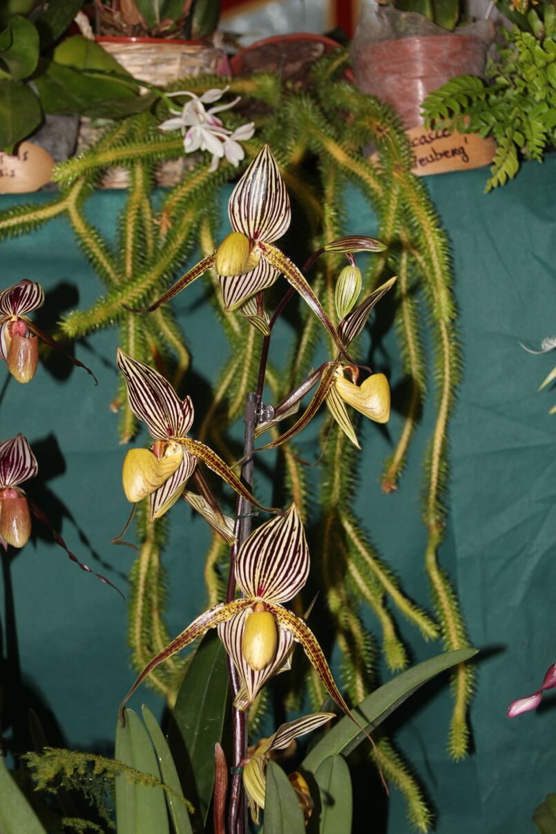 Paphiopedilum St Swithin
