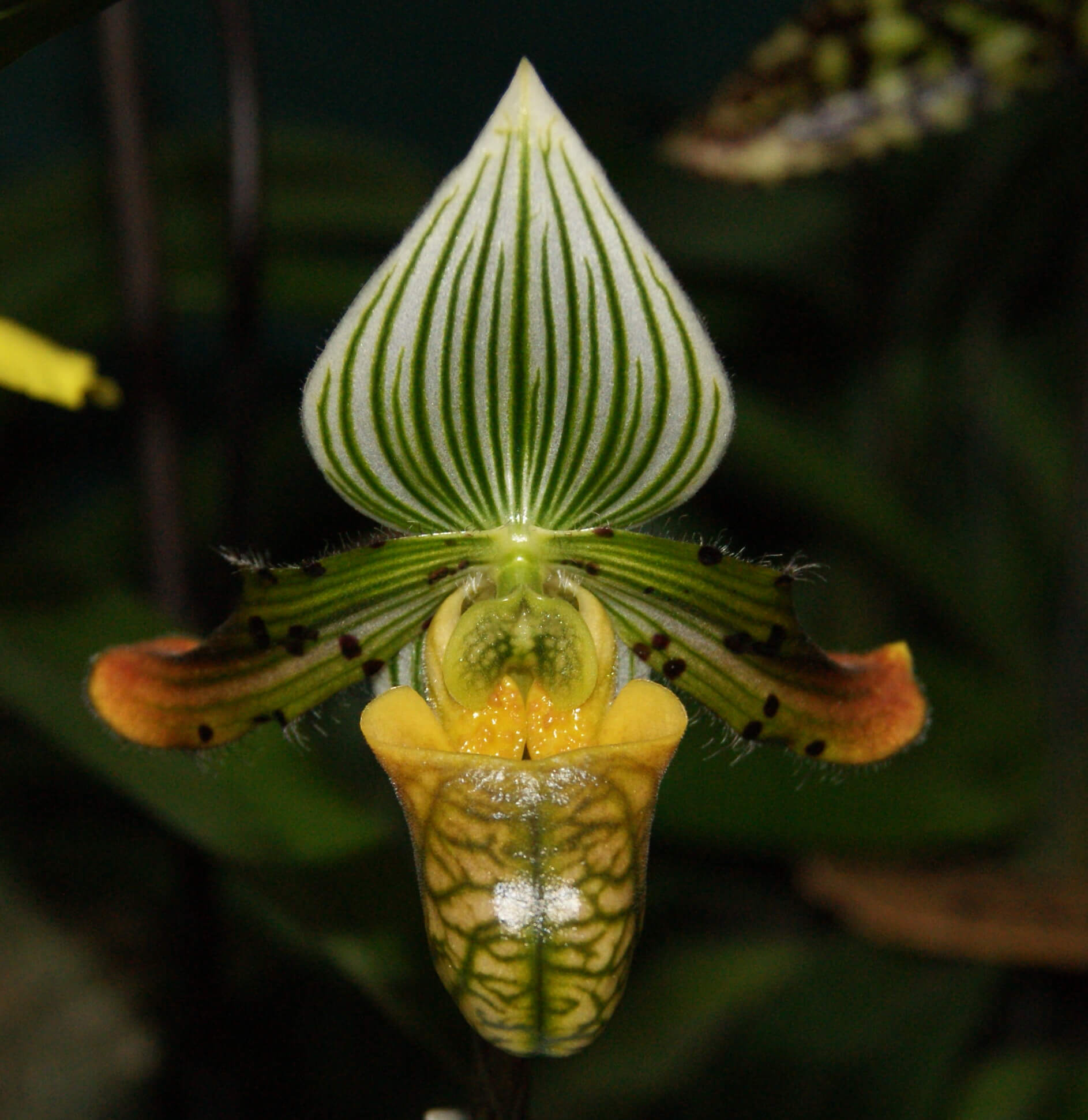 Paphiopedilum venustum