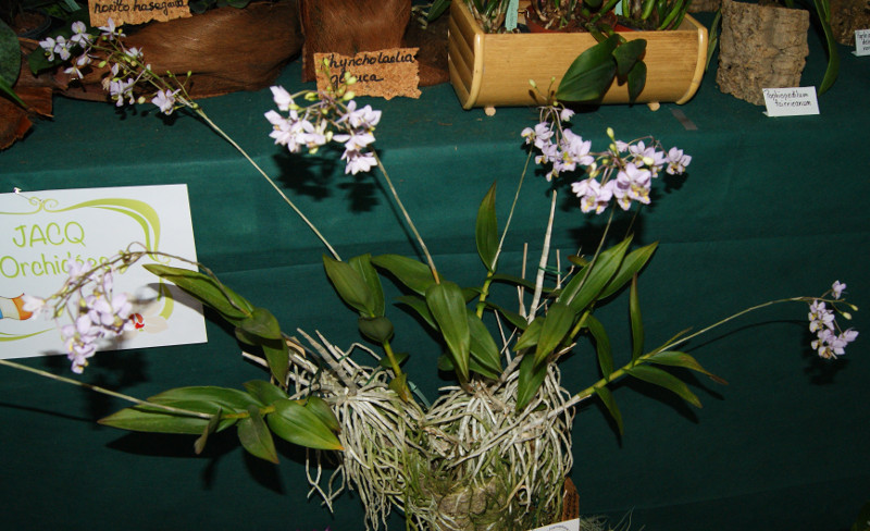 Barkeria melanaucolon