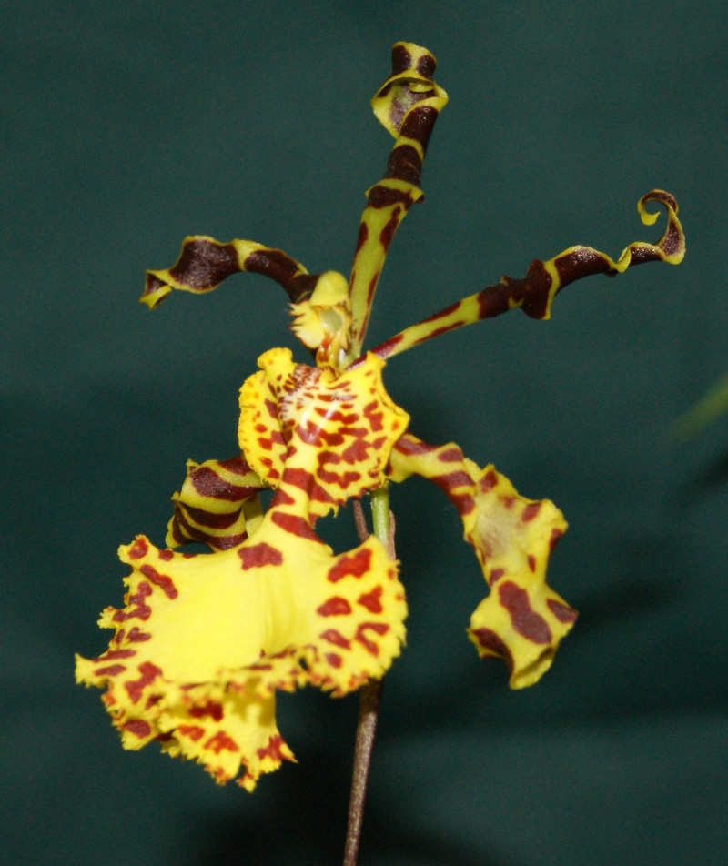 Psychocentrum MIVA Marsupilami