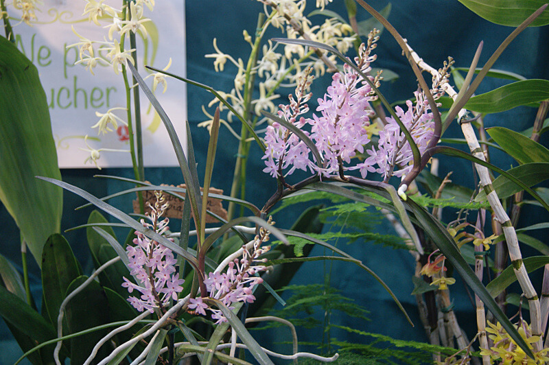 Ascocentrum christensonianum