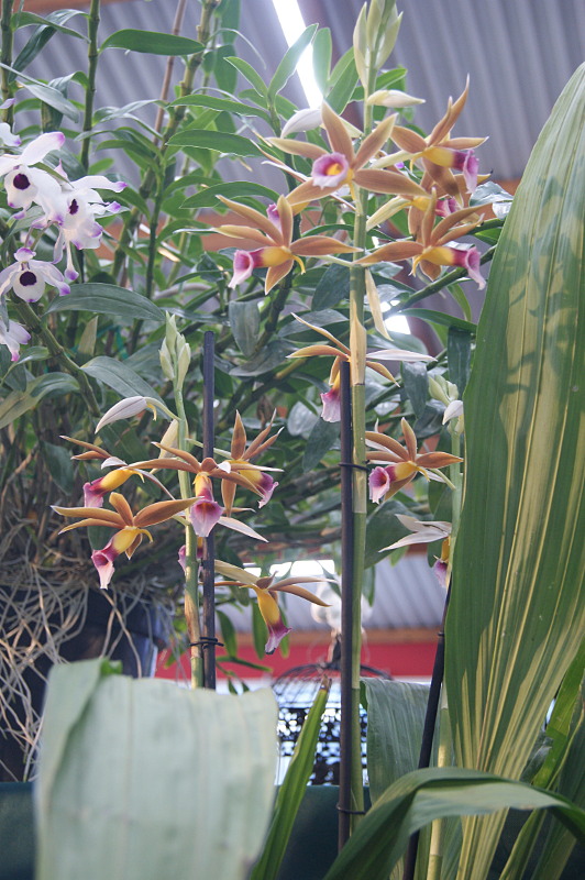 Phaius tankervilleae