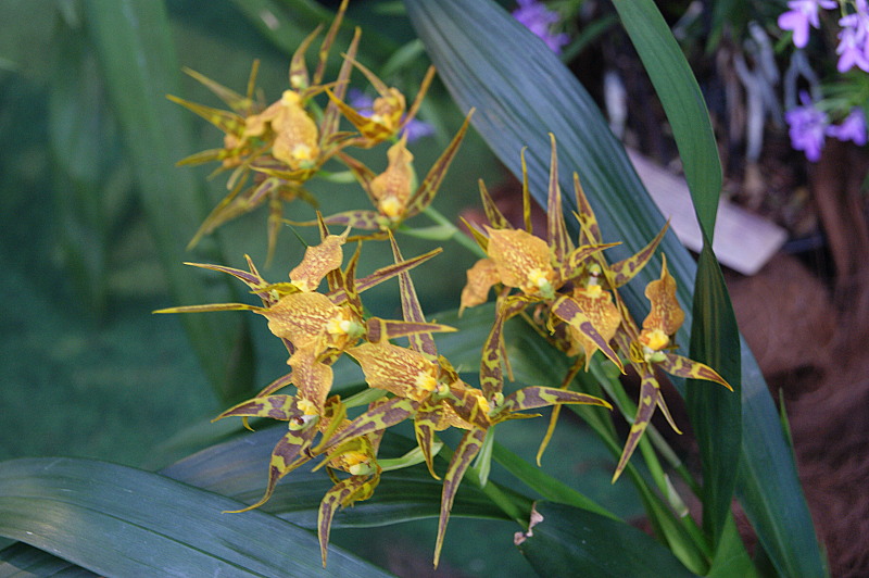 Brassostele Senne Stern