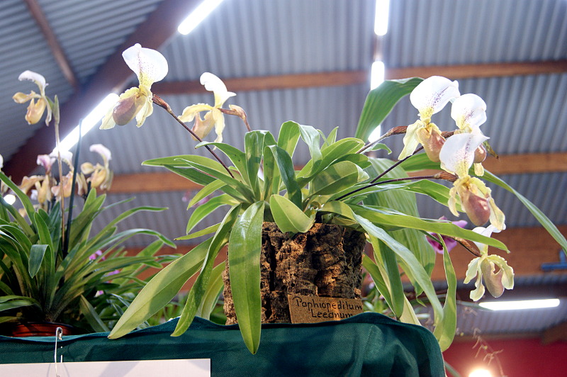 Phaphiopedilum Leeanum