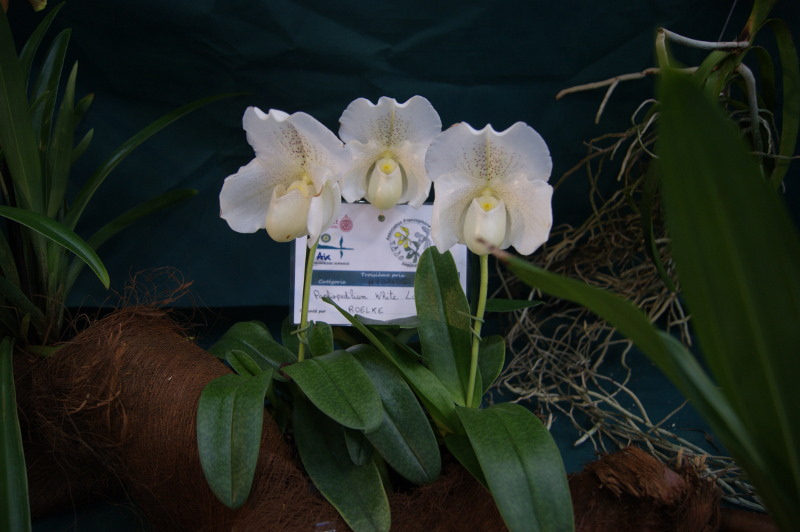 Paphiopedilum White Lady