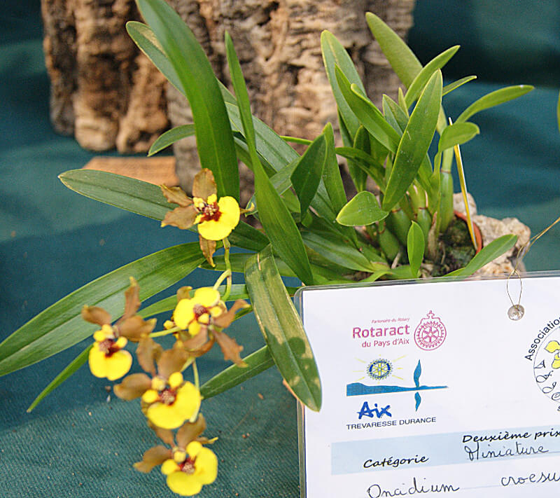 Oncidium croesus