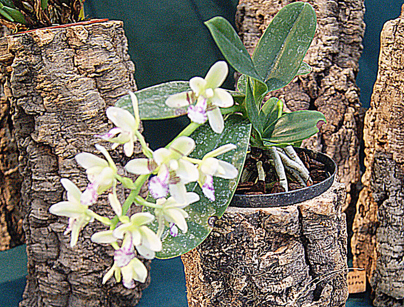Sedirea japonica
