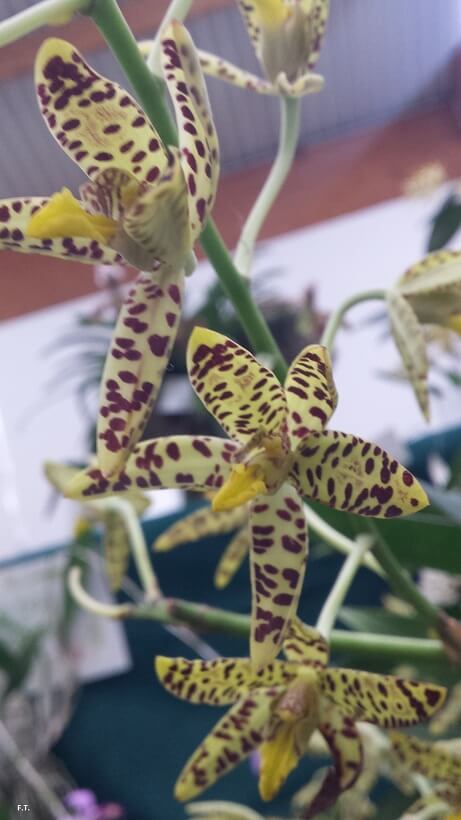 Oncidium. onustum