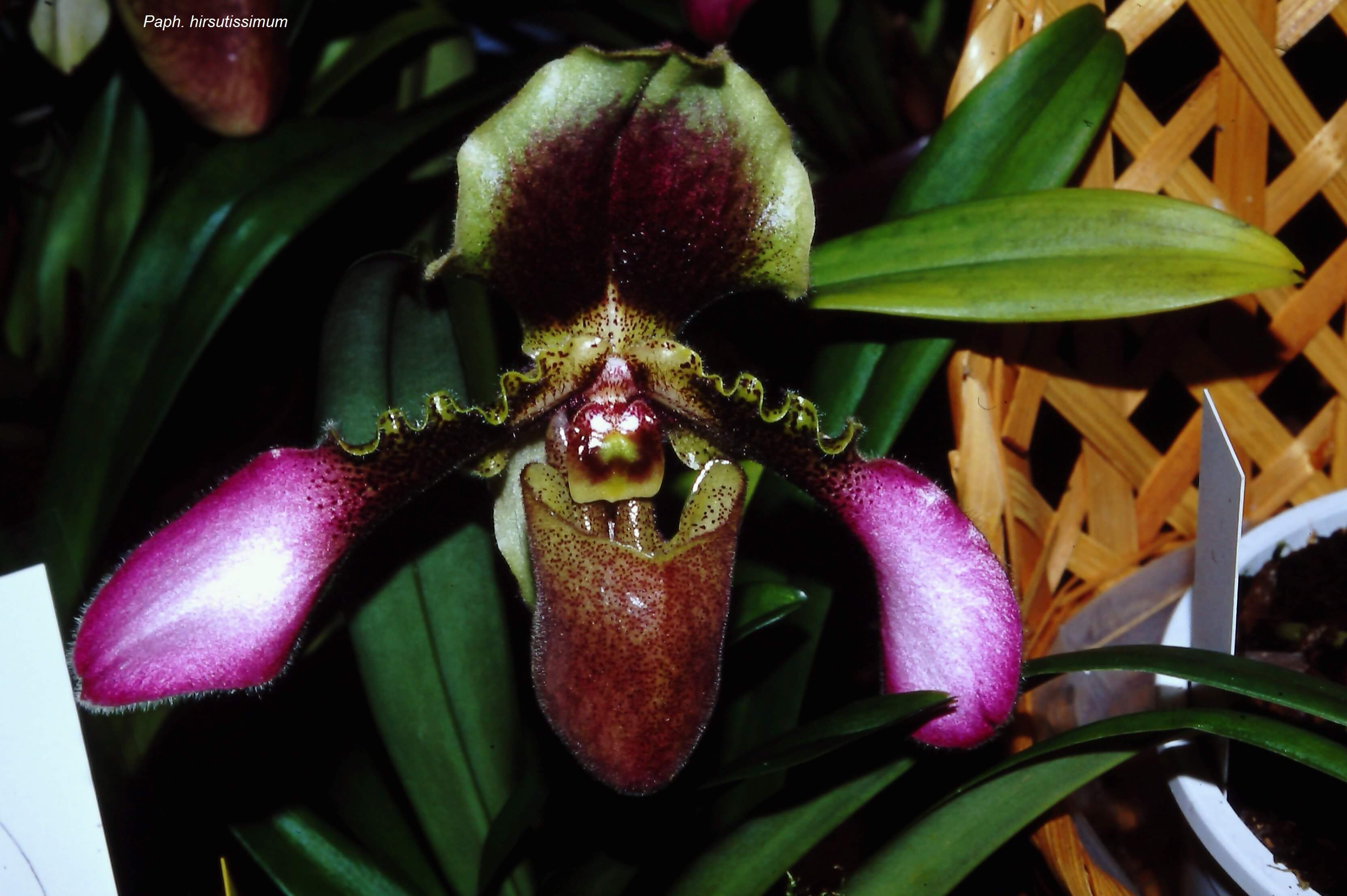Paphiopedilum hirsutissimum